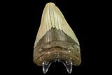 Fossil Megalodon Tooth - North Carolina #131594-2